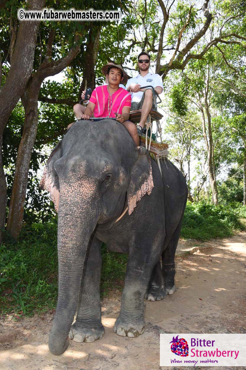 Elephant Safari 