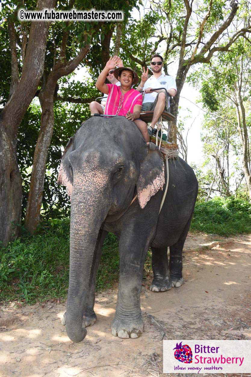 Elephant Safari 