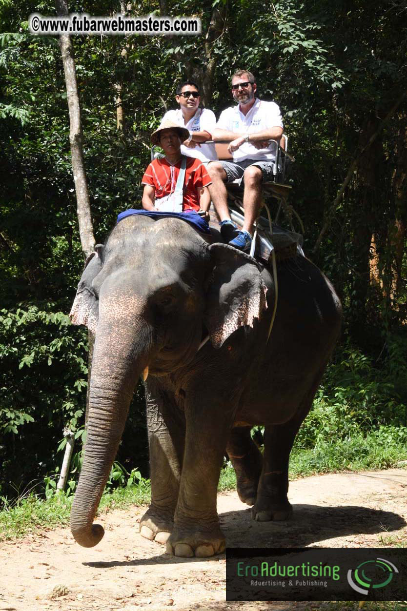 Elephant Safari 