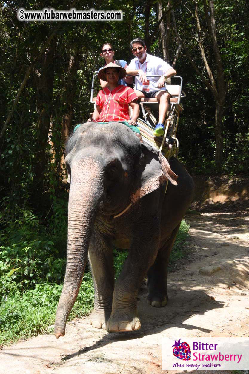 Elephant Safari 