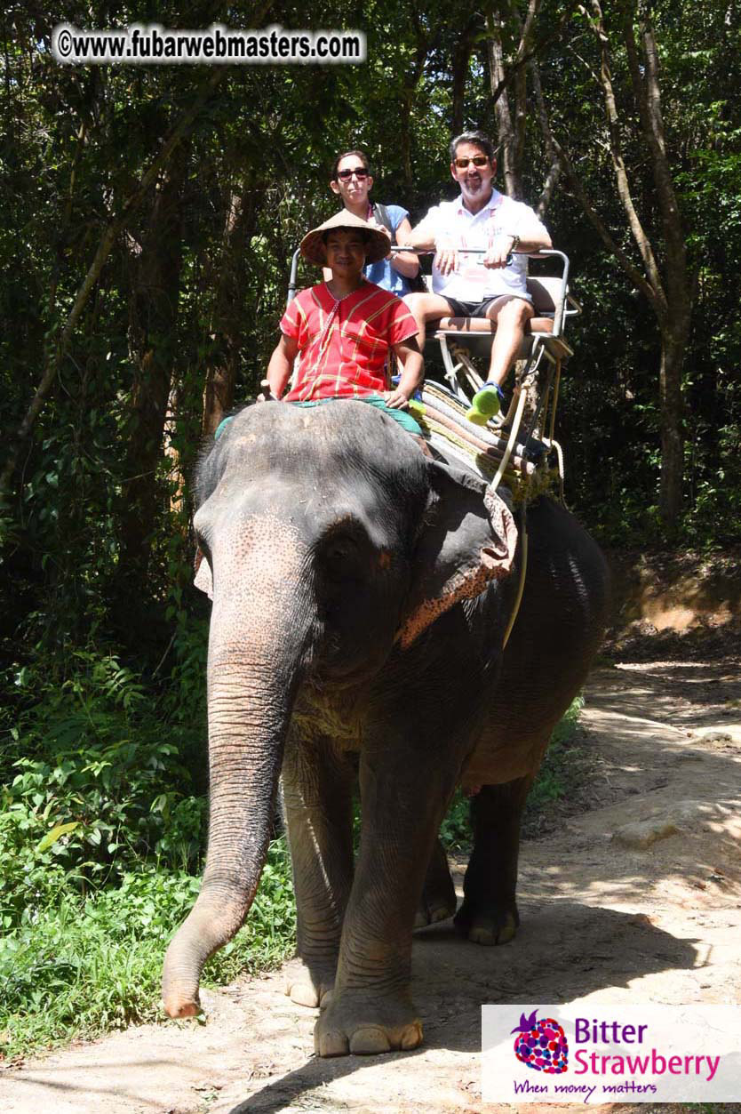 Elephant Safari 