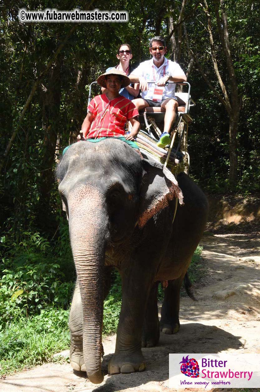 Elephant Safari 