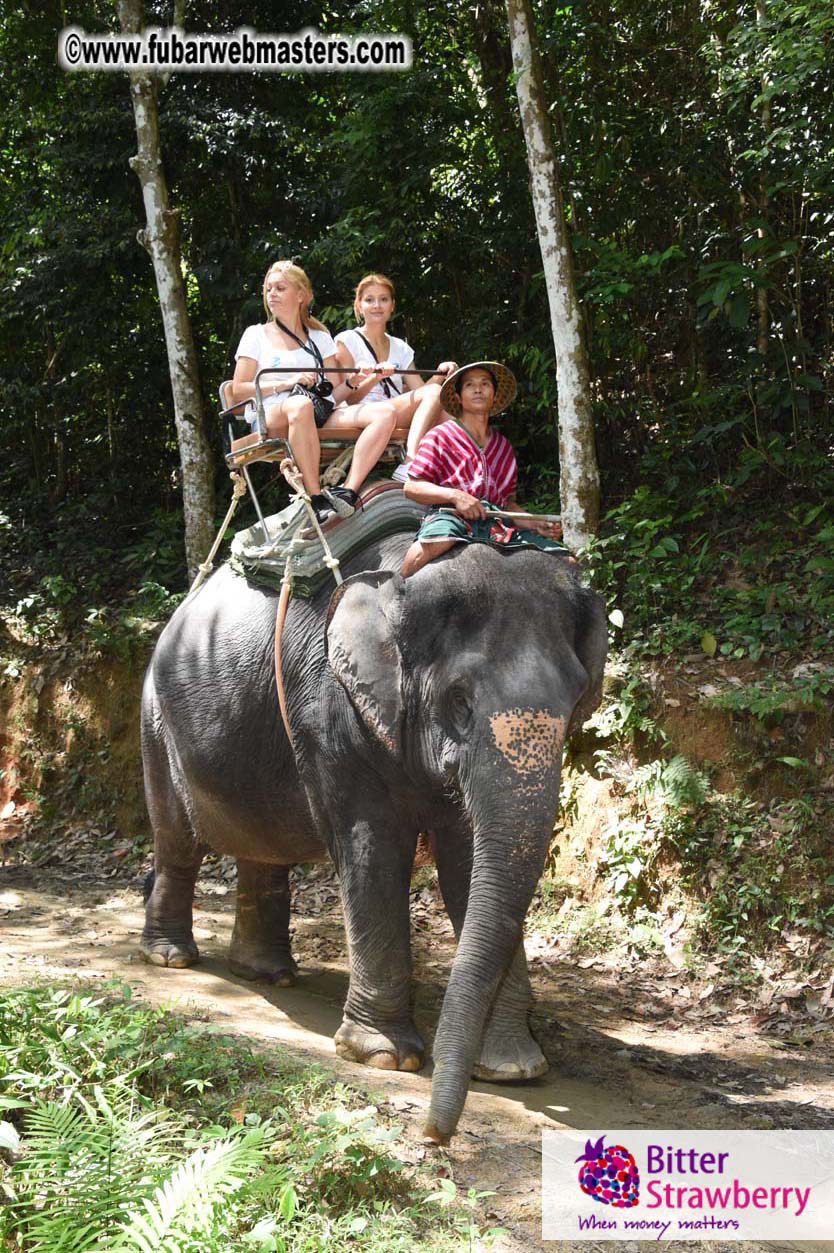 Elephant Safari 