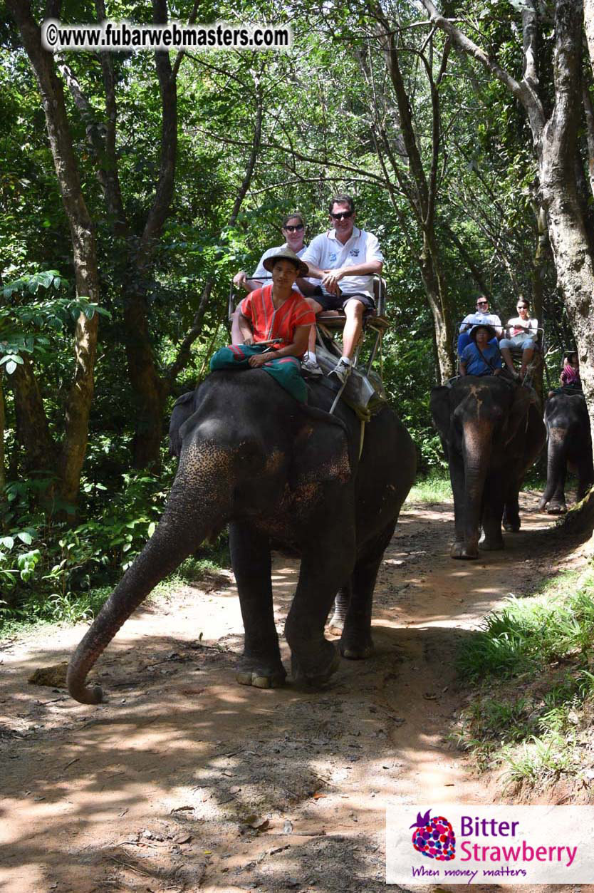 Elephant Safari 