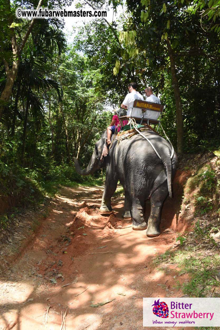 Elephant Safari 