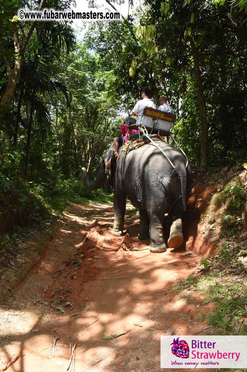 Elephant Safari 