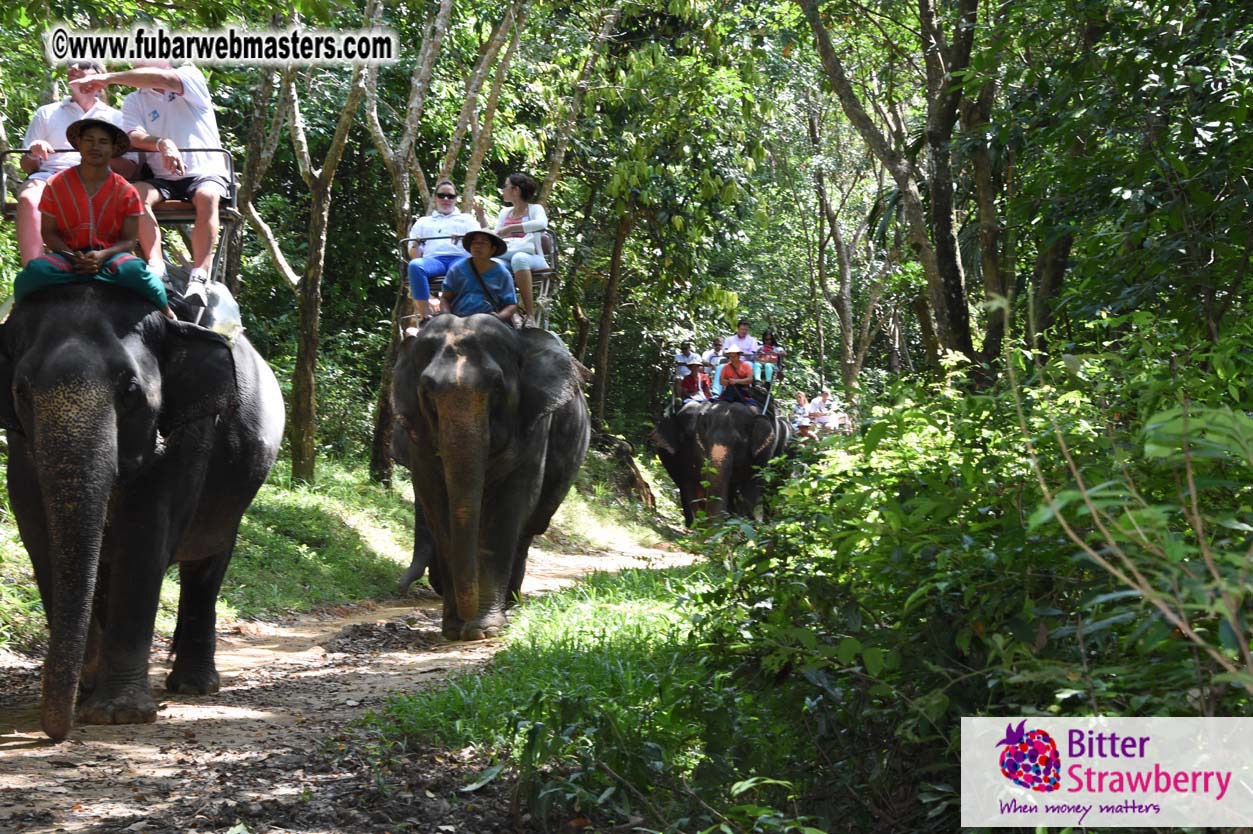 Elephant Safari 