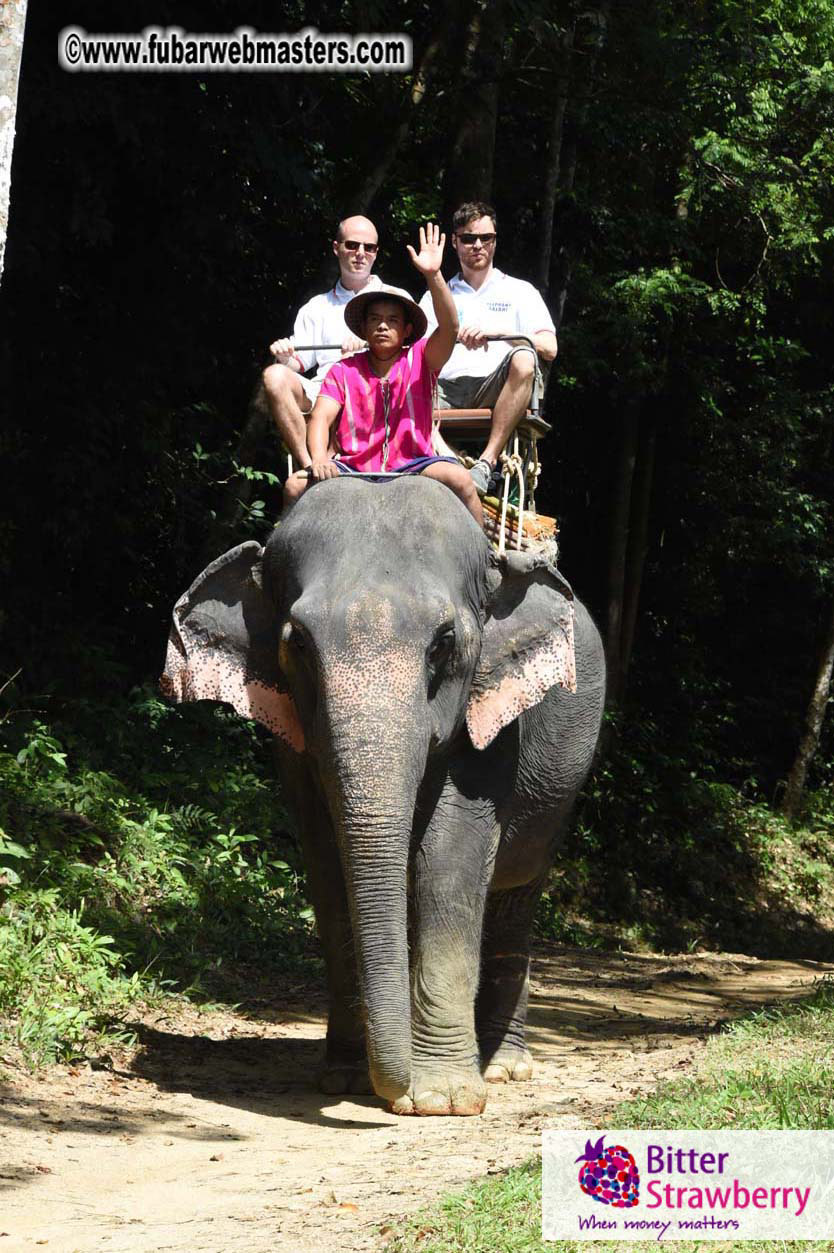 Elephant Safari 