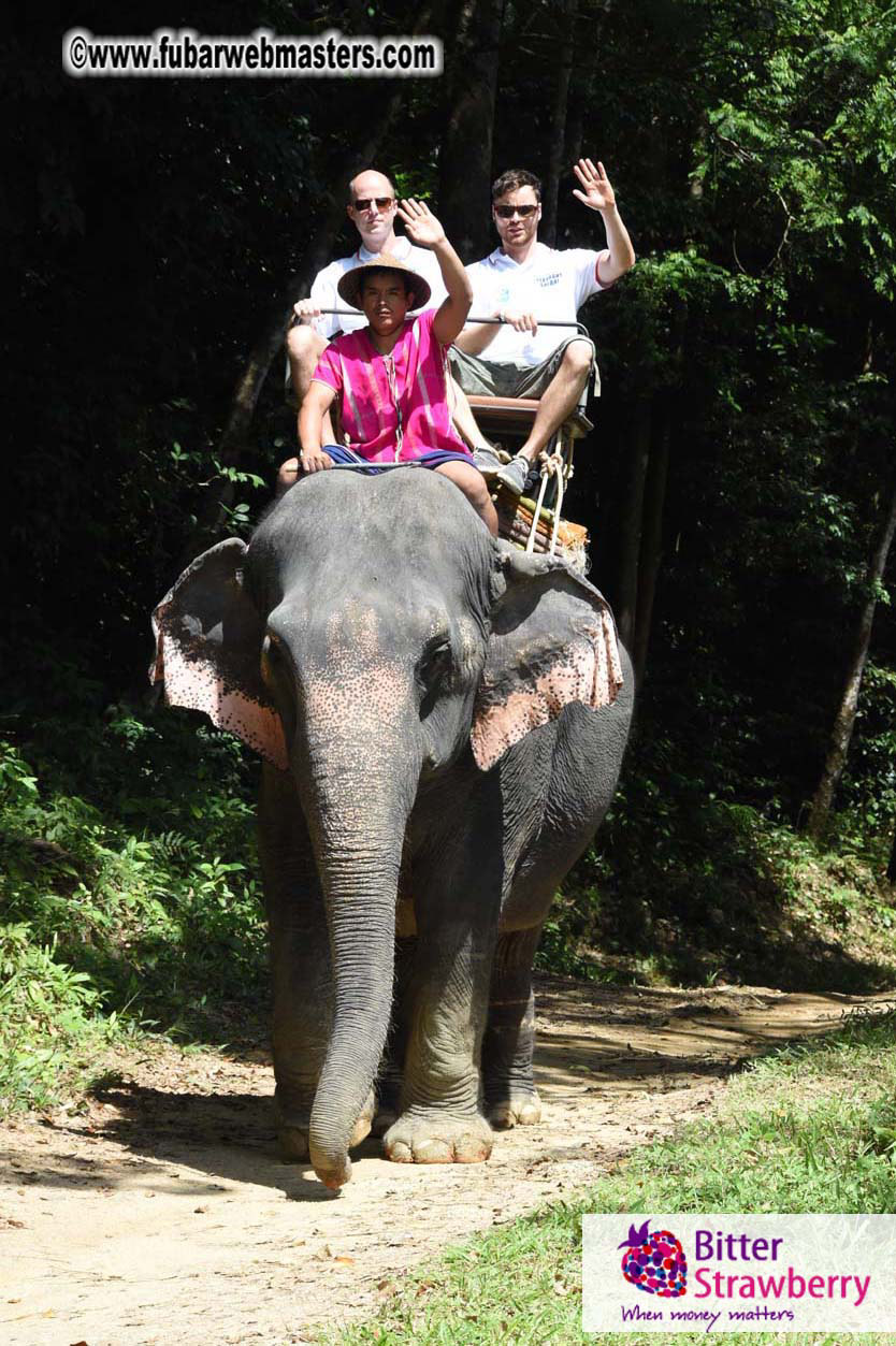 Elephant Safari 