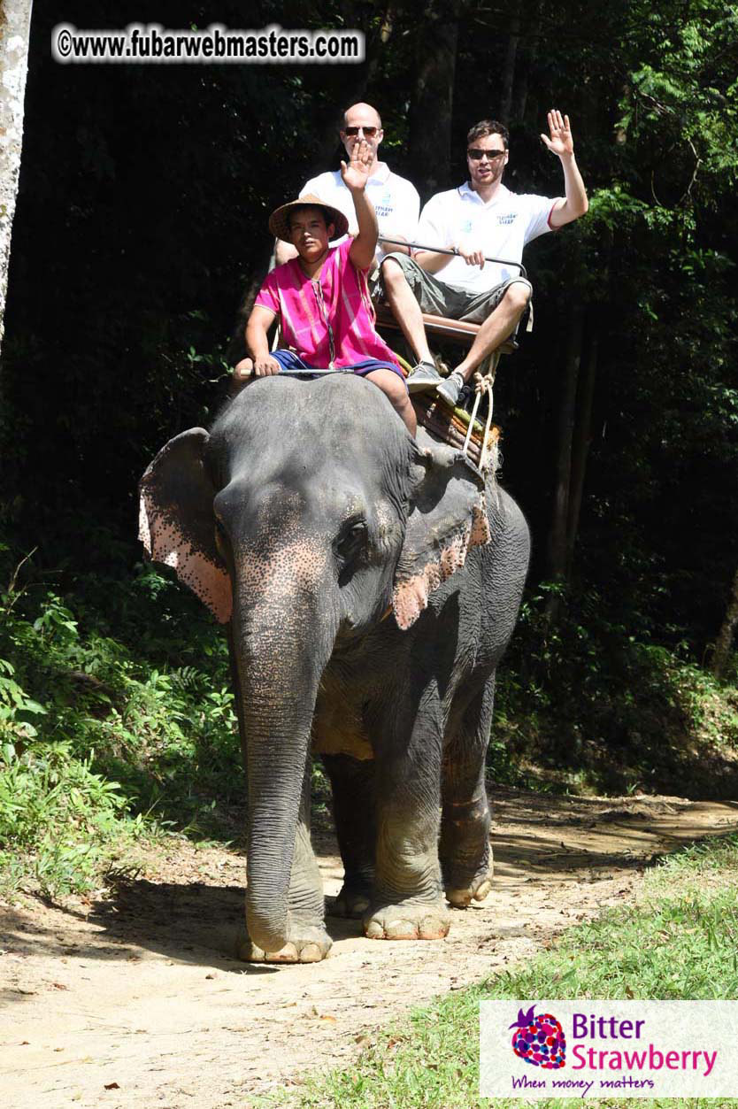 Elephant Safari 