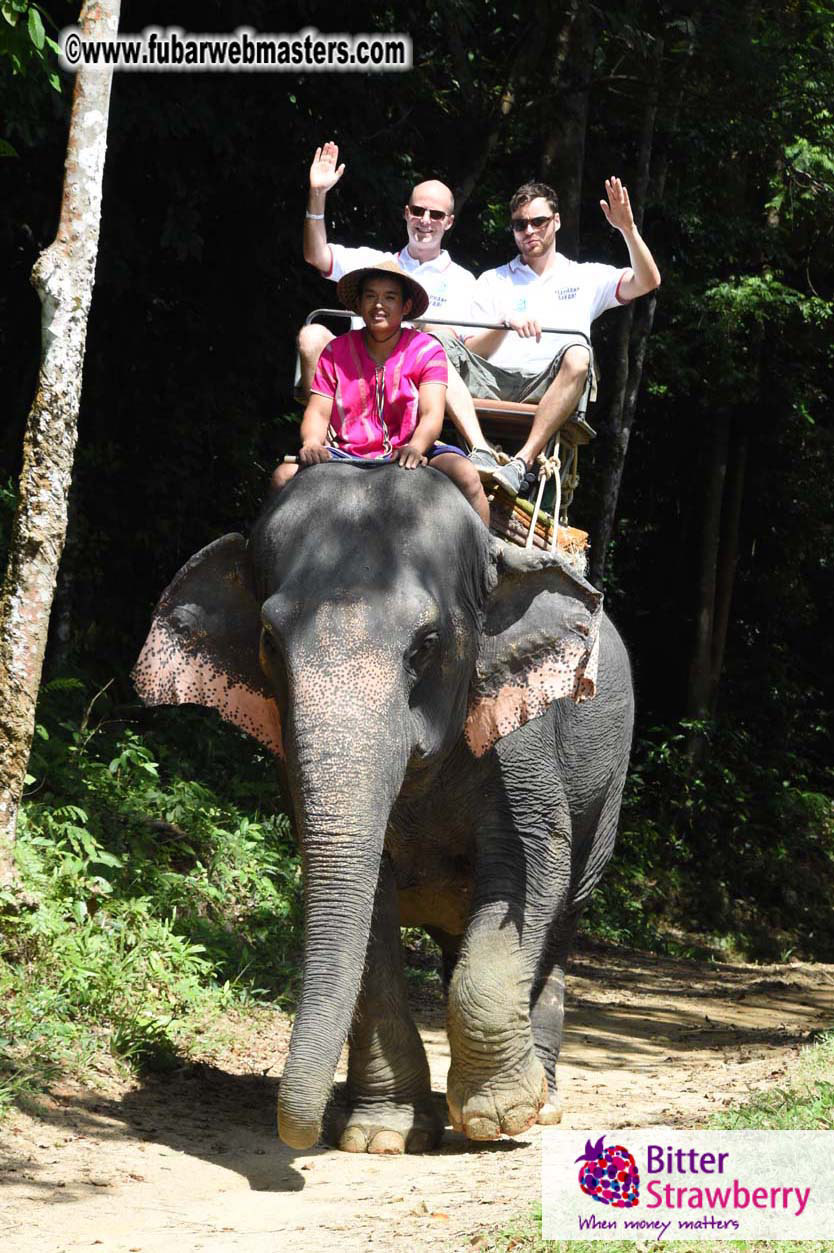 Elephant Safari 