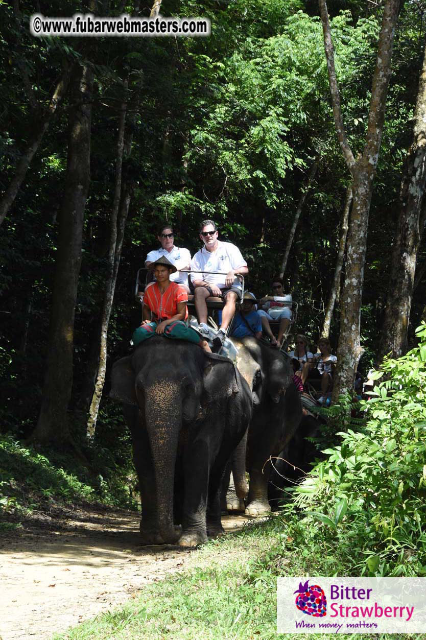 Elephant Safari 