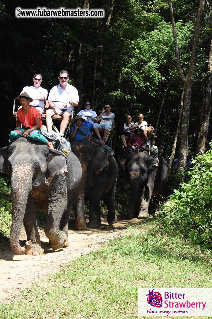 Elephant Safari 