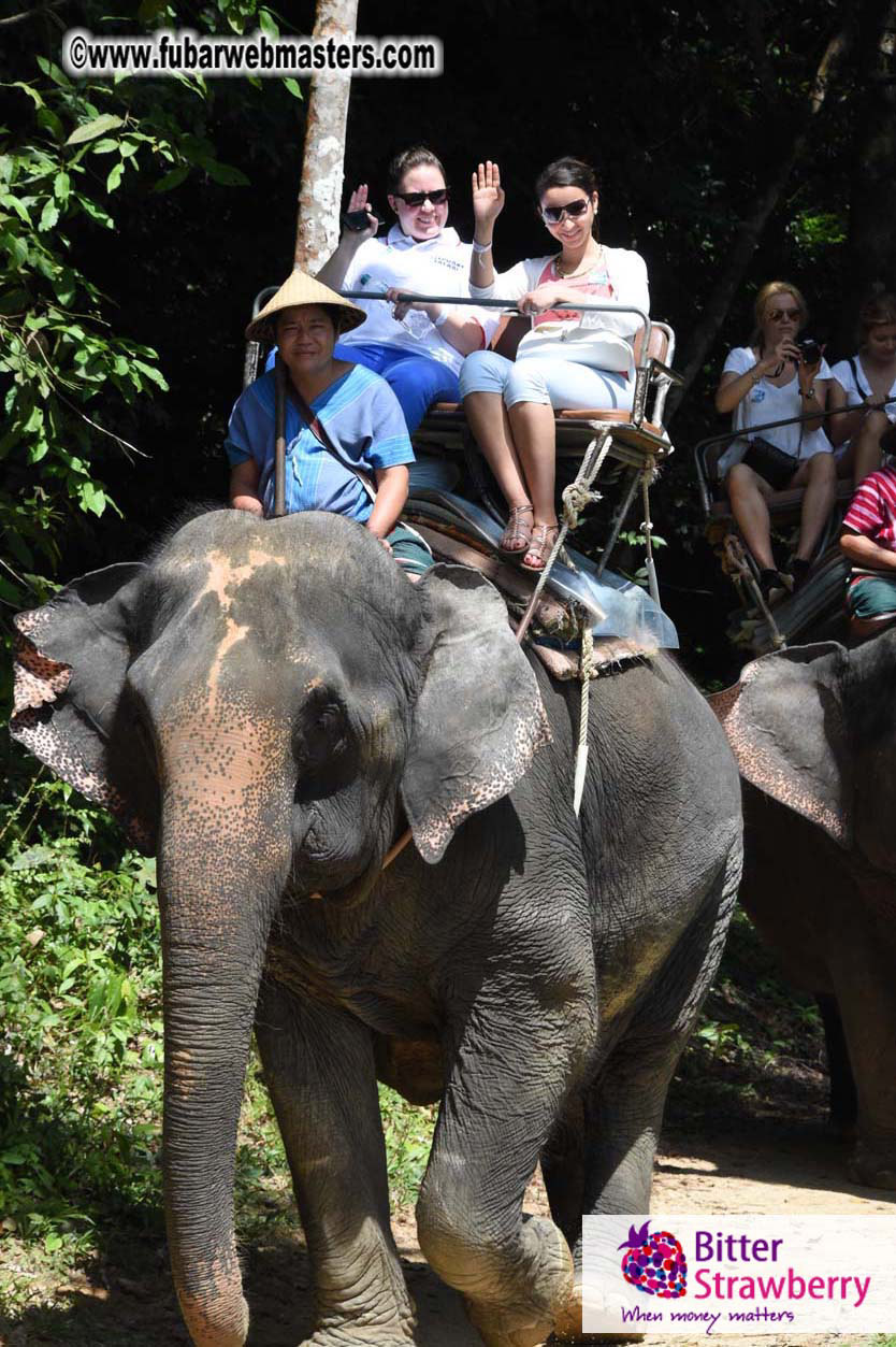 Elephant Safari 