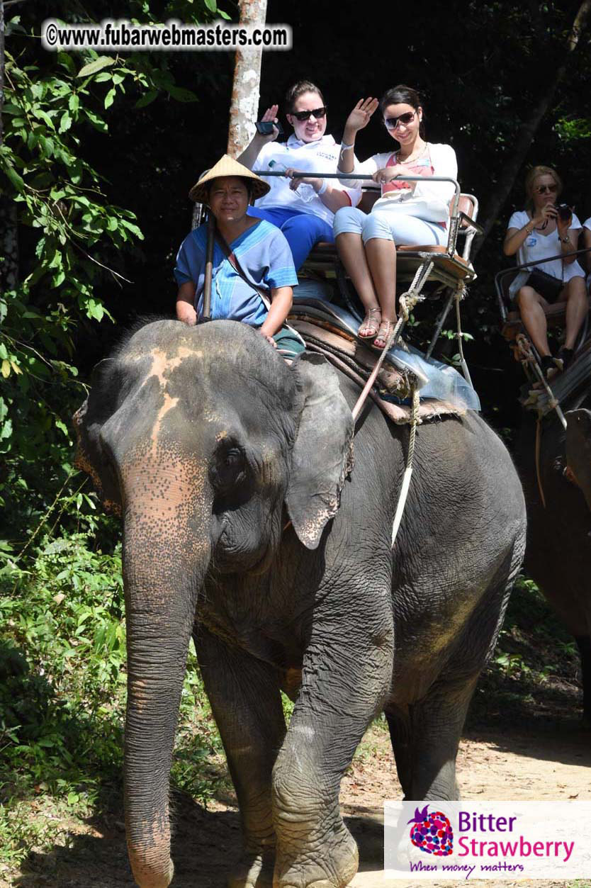 Elephant Safari 