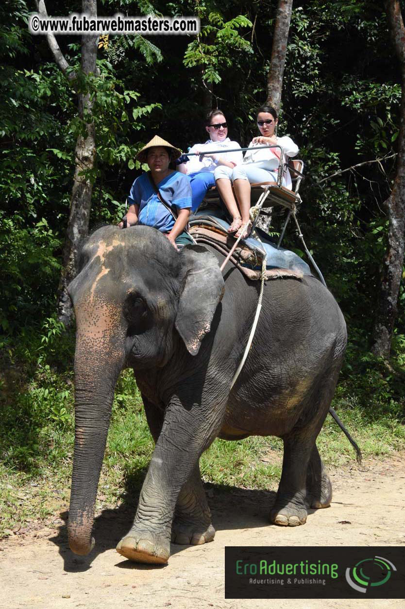 Elephant Safari 