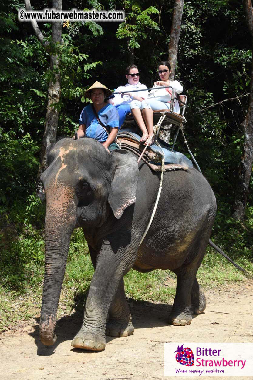 Elephant Safari 