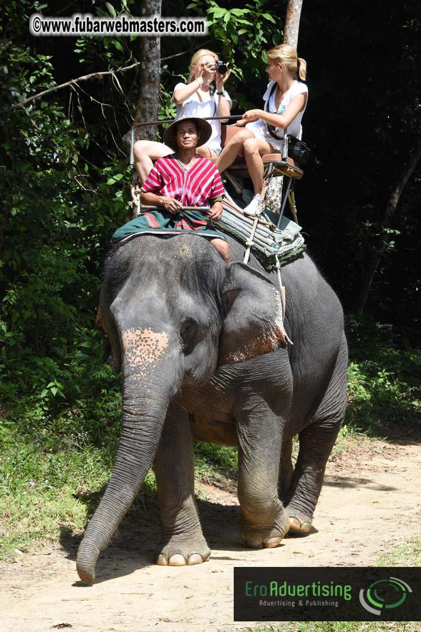 Elephant Safari 