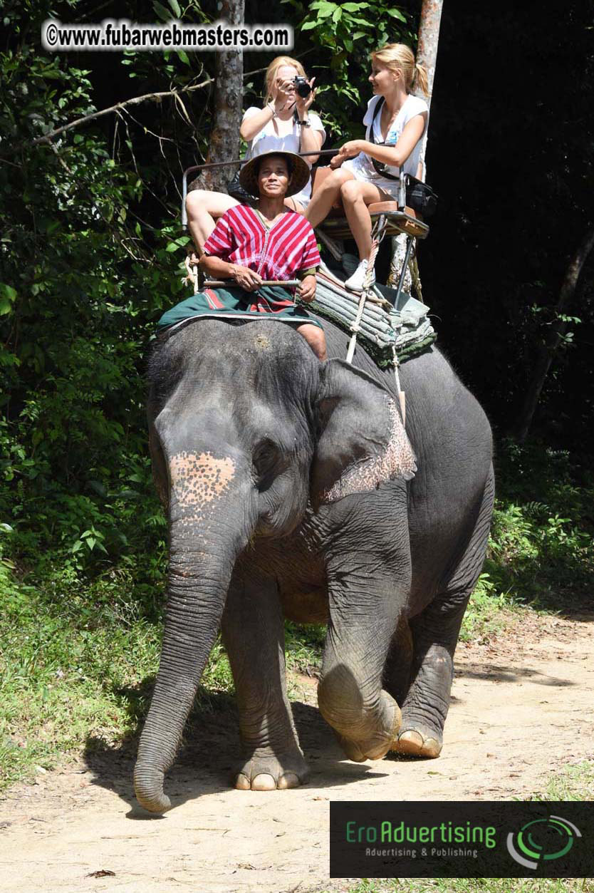 Elephant Safari 