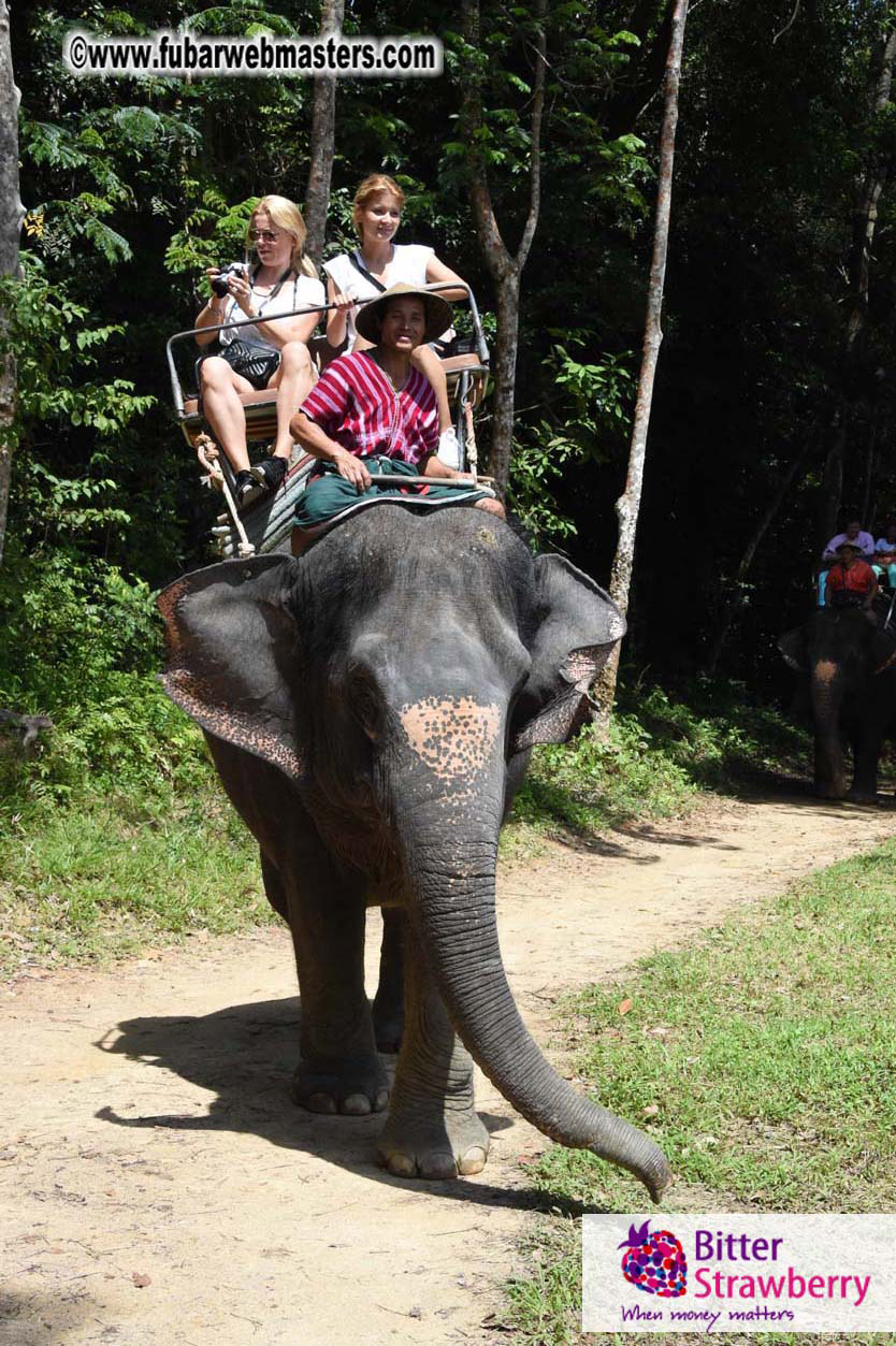 Elephant Safari 