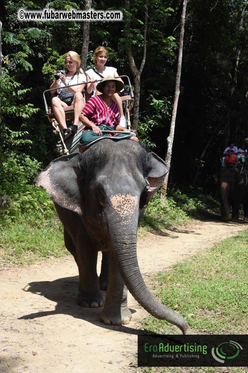 Elephant Safari 