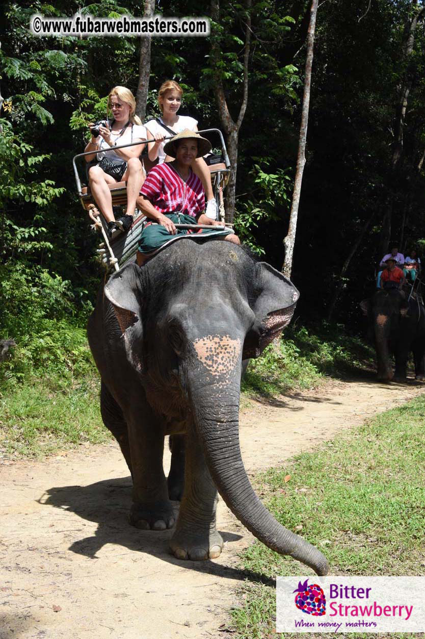 Elephant Safari 