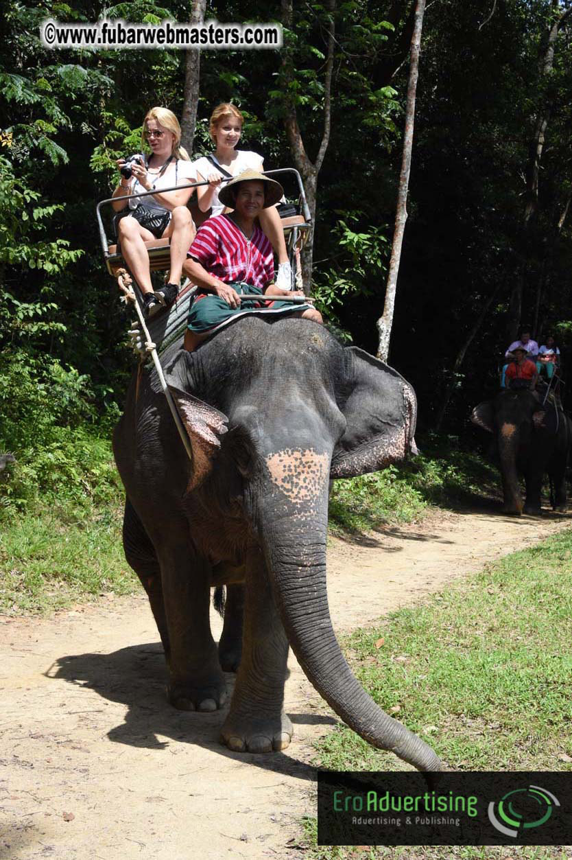 Elephant Safari 