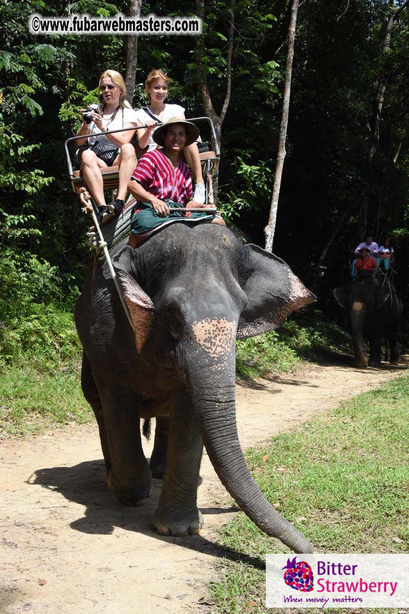 Elephant Safari 