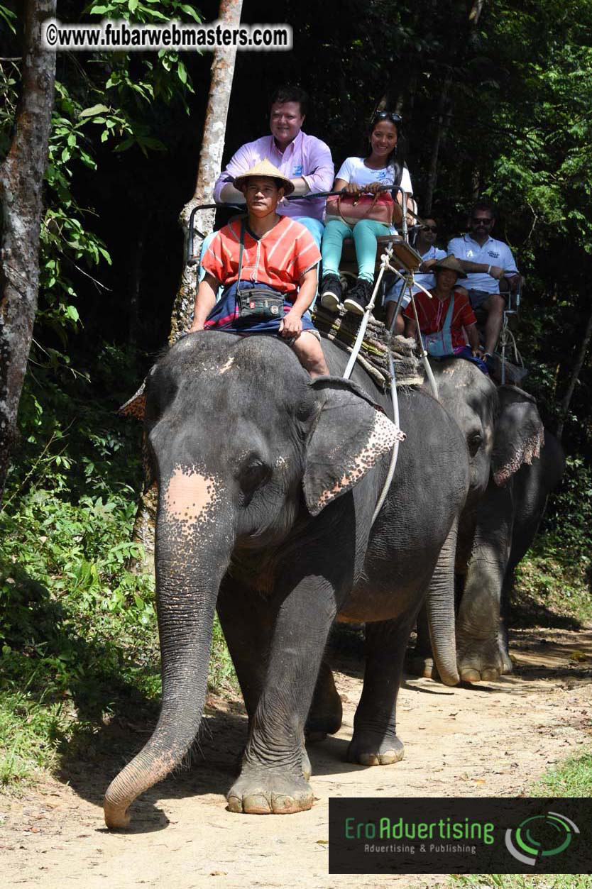 Elephant Safari 