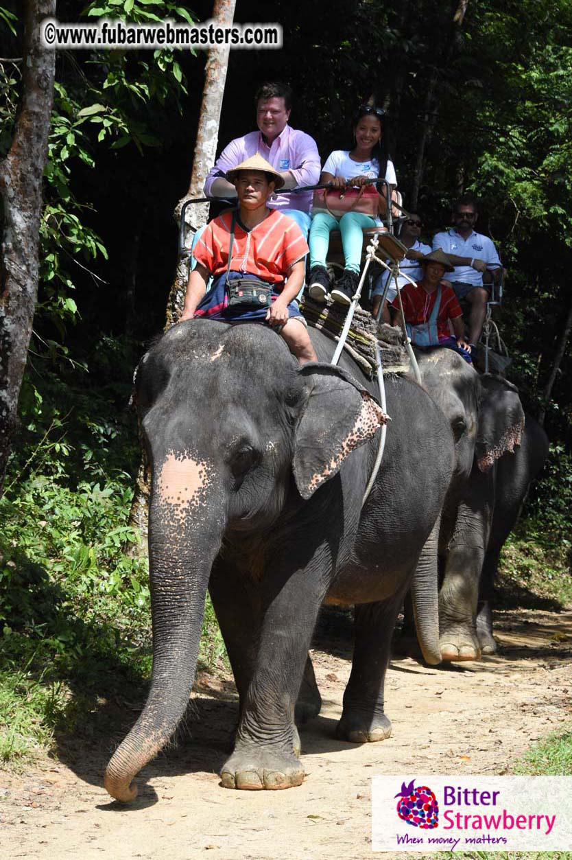 Elephant Safari 