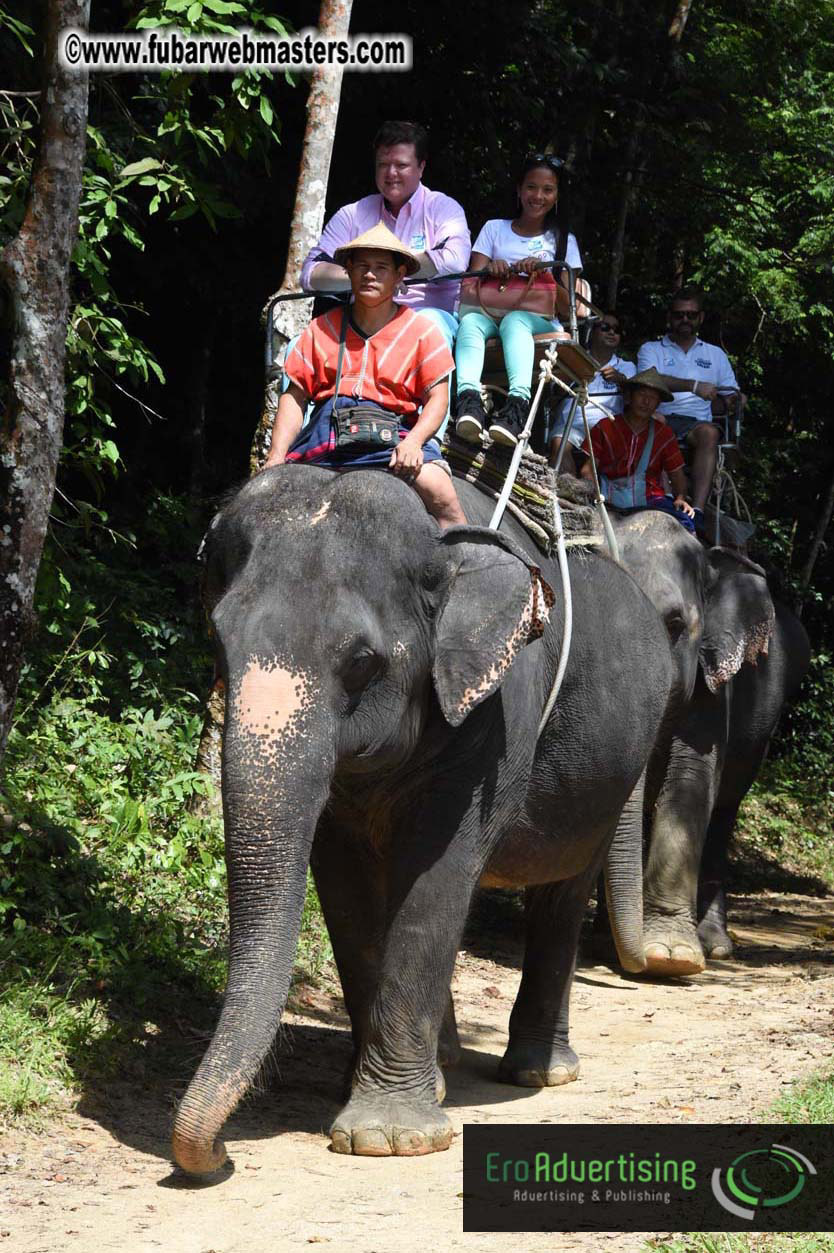 Elephant Safari 