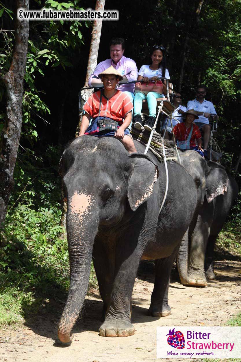 Elephant Safari 