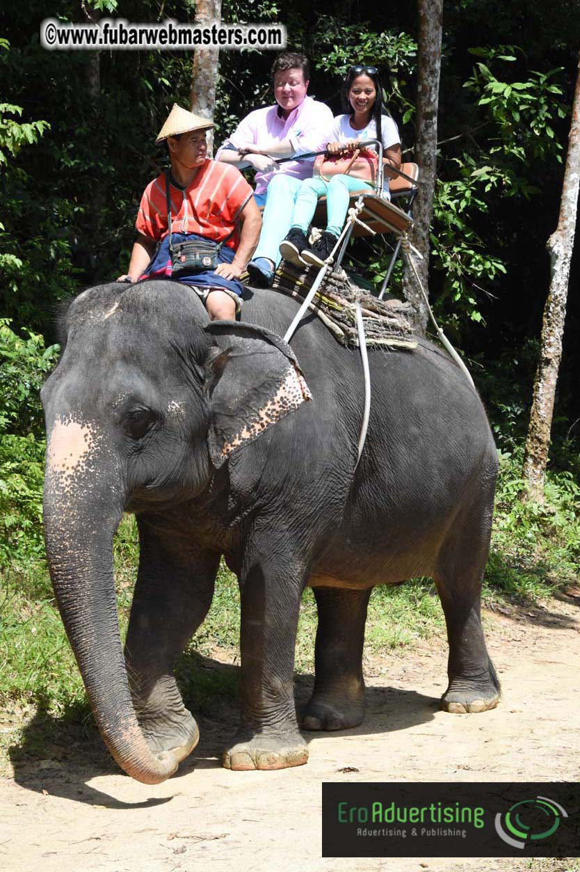 Elephant Safari 