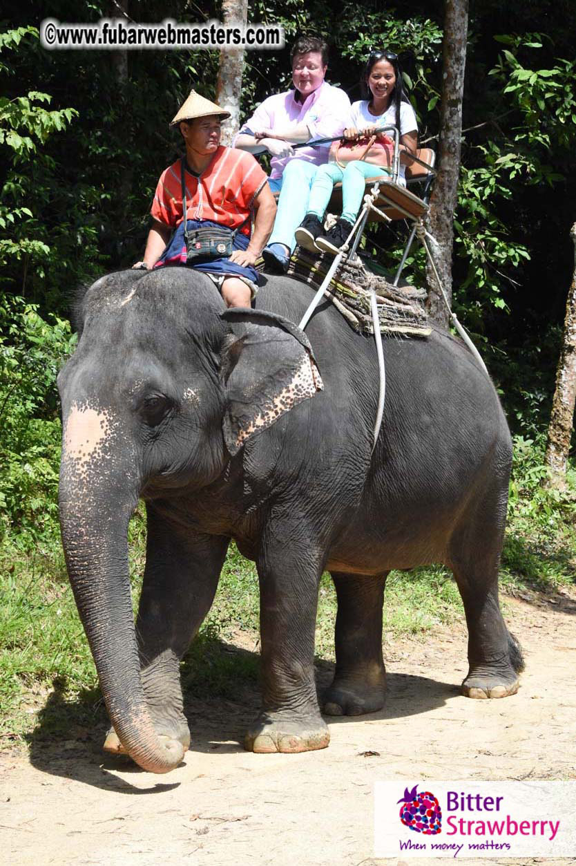 Elephant Safari 