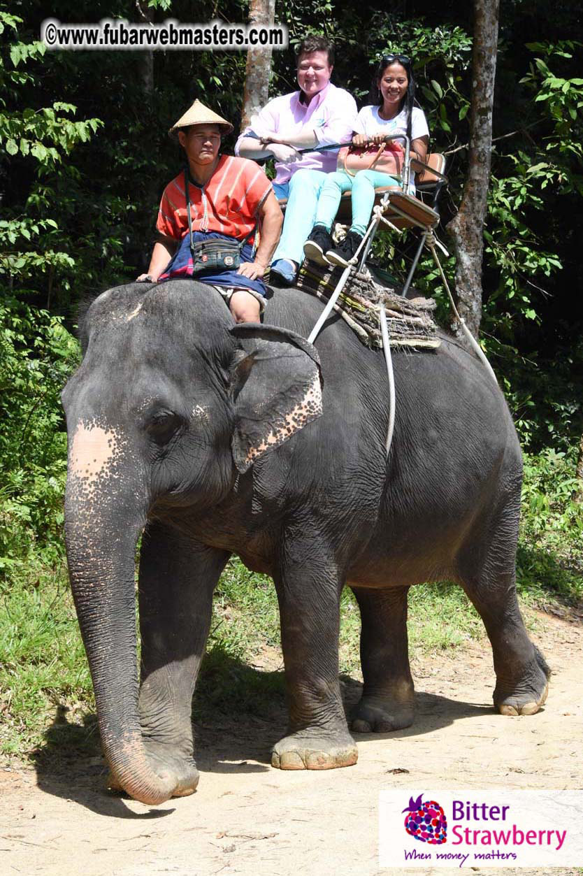 Elephant Safari 