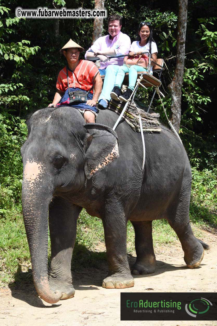 Elephant Safari 