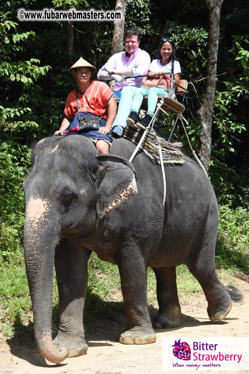 Elephant Safari 