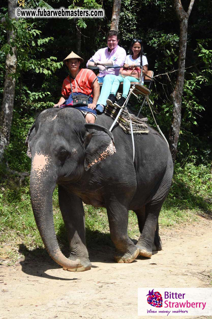 Elephant Safari 