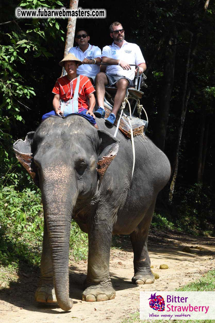 Elephant Safari 