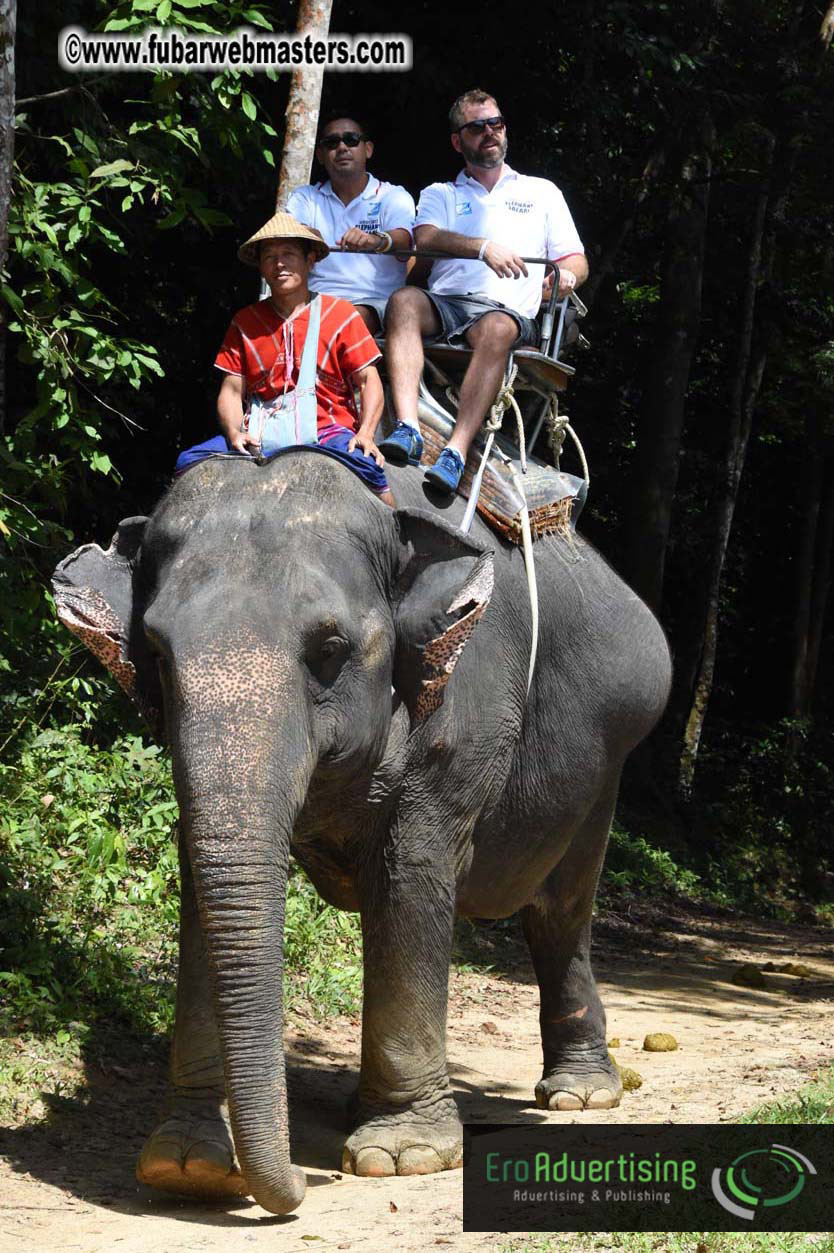 Elephant Safari 