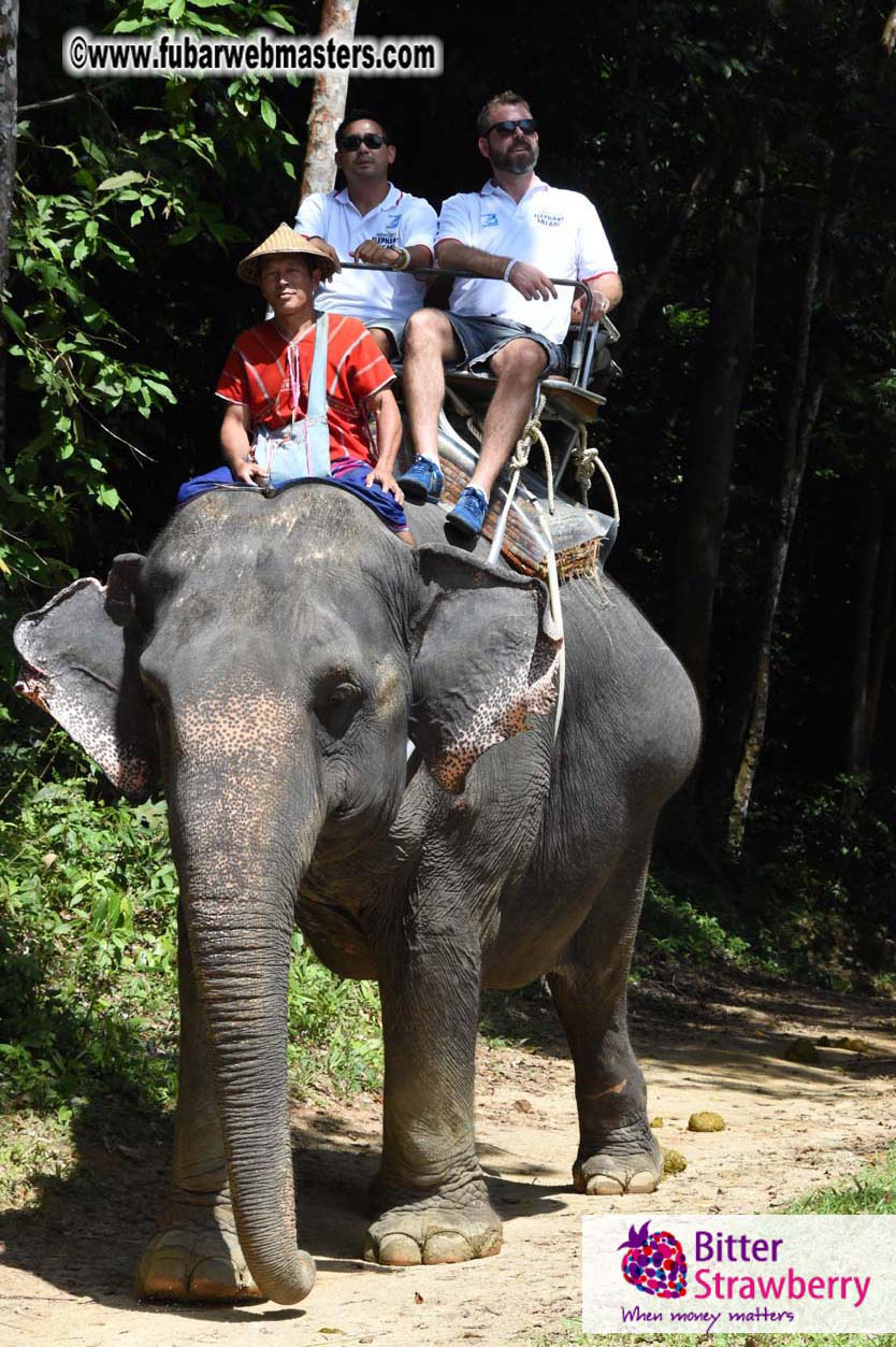 Elephant Safari 