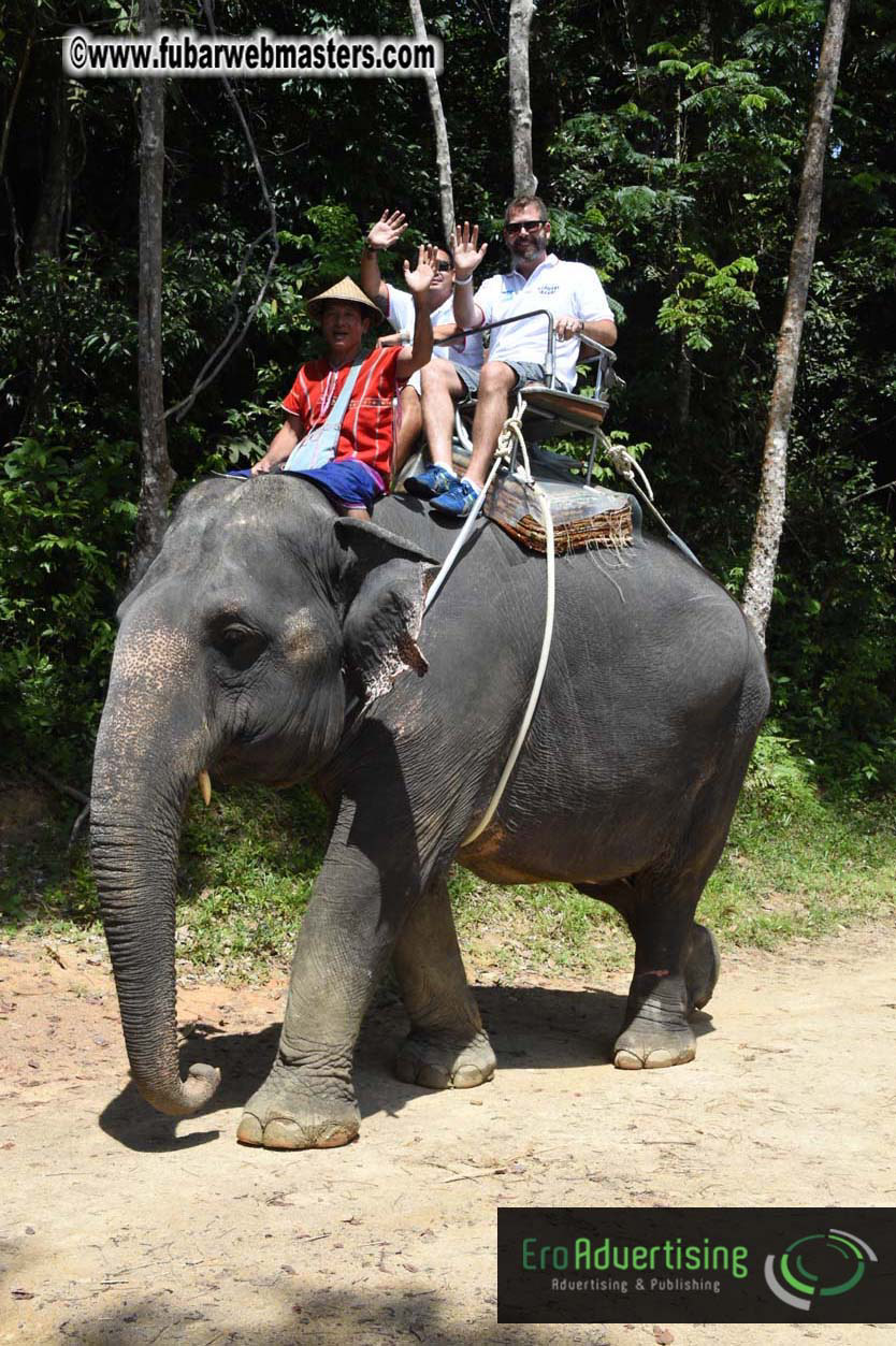 Elephant Safari 