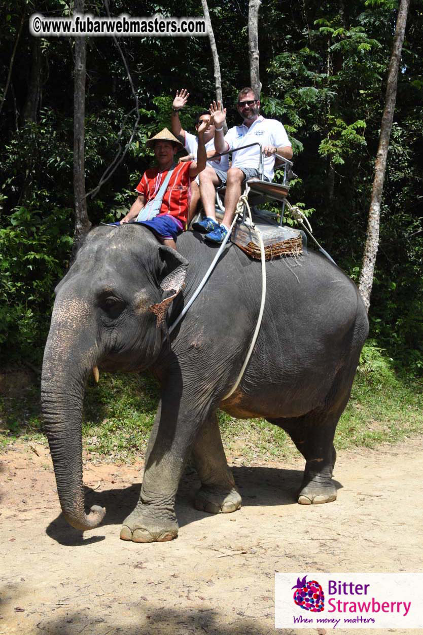 Elephant Safari 