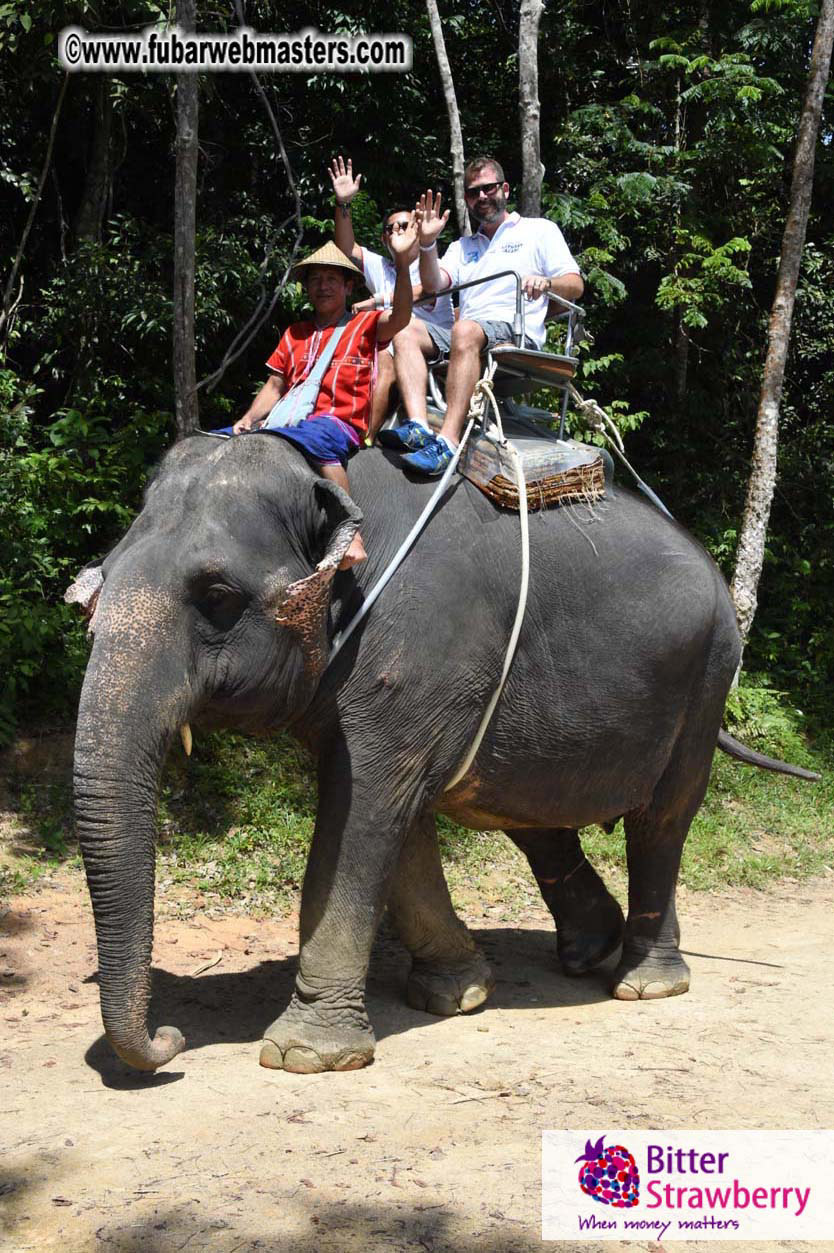 Elephant Safari 