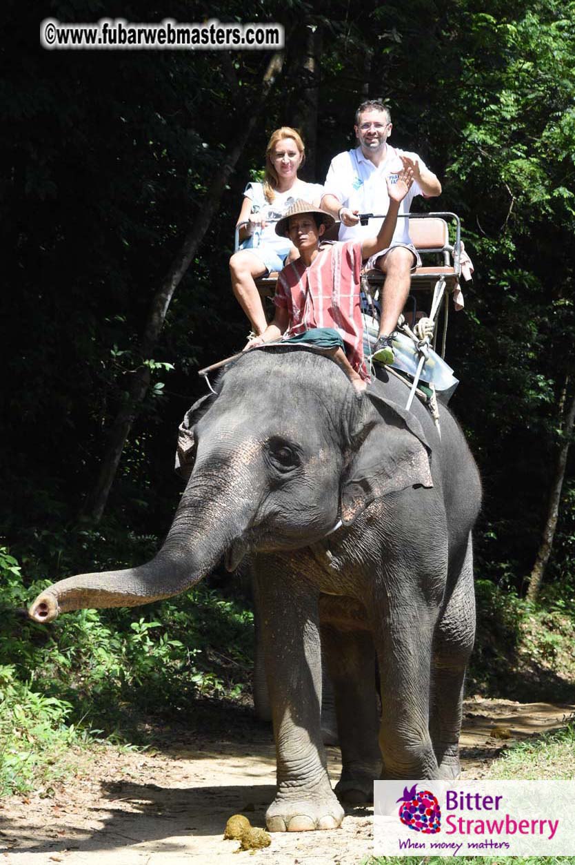 Elephant Safari 