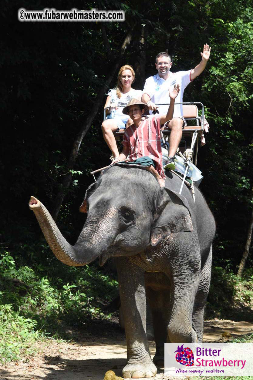 Elephant Safari 