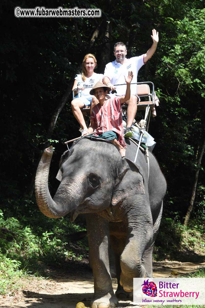 Elephant Safari 