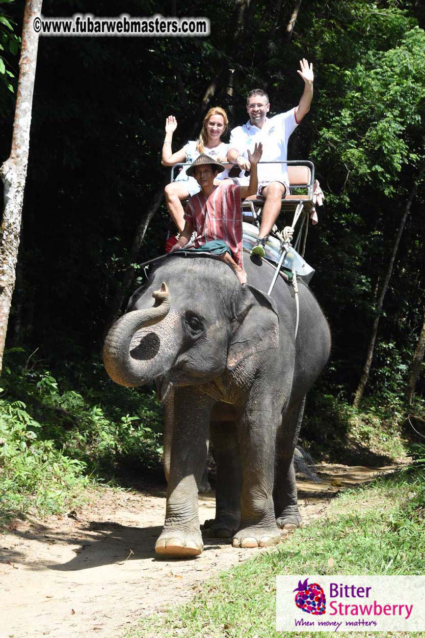 Elephant Safari 