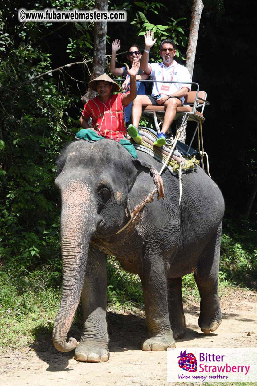 Elephant Safari 