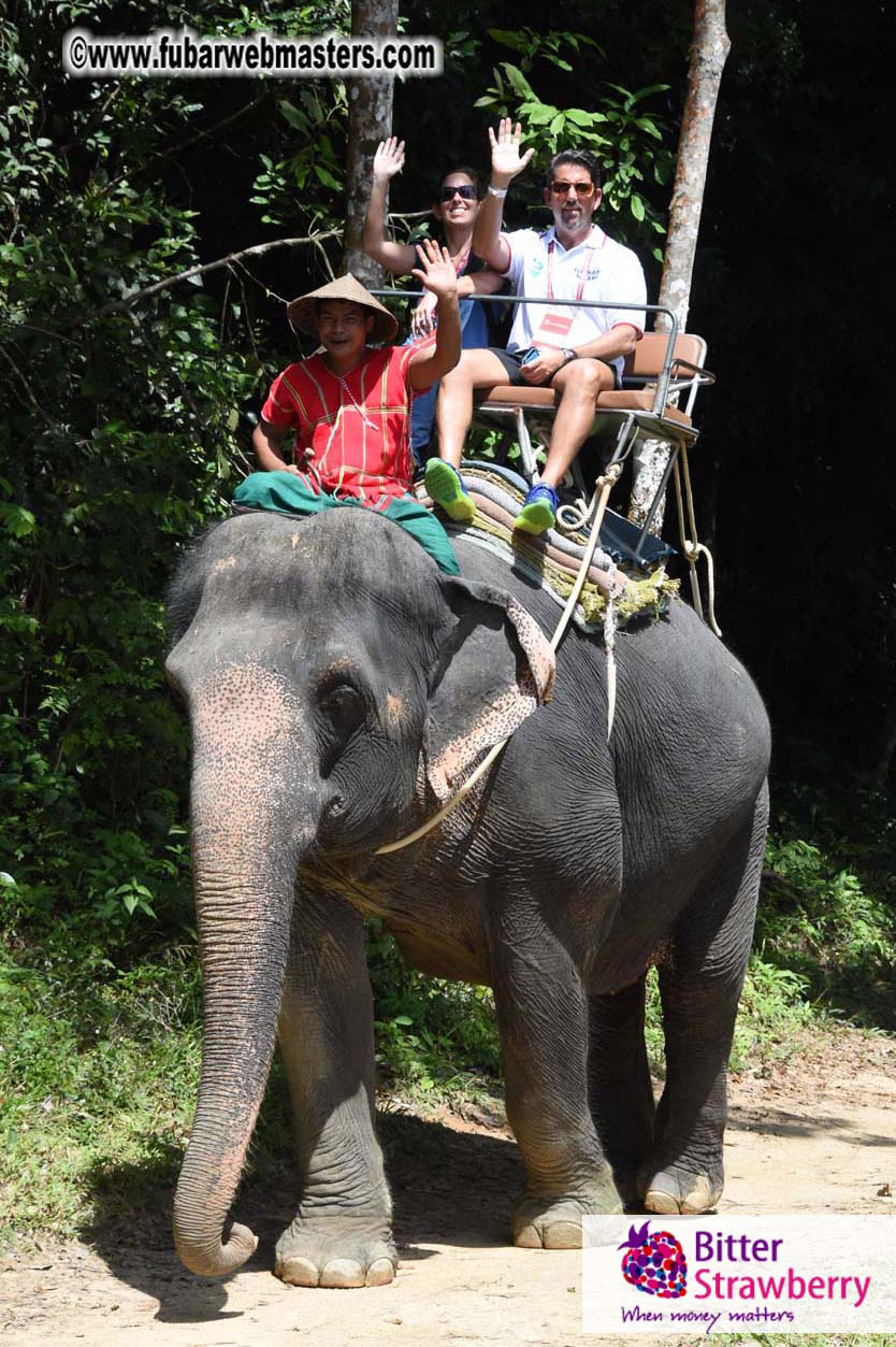 Elephant Safari 